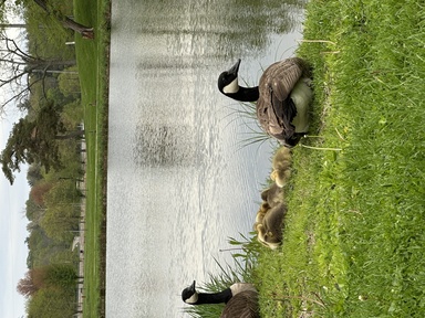 geese